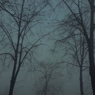 Spring rain fog wallpaper