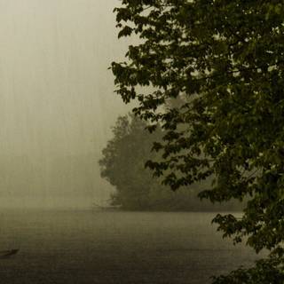 Spring rain fog wallpaper