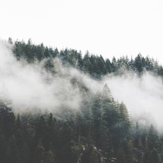 Spring rain fog wallpaper