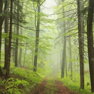 Spring rain fog wallpaper