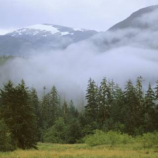 Spring rain fog wallpaper
