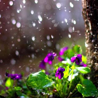 Spring rain fog wallpaper