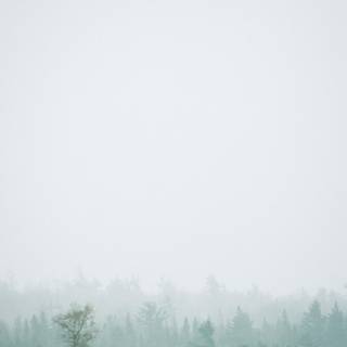 Spring rain fog wallpaper