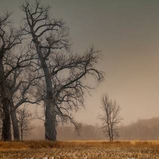 Spring rain fog wallpaper