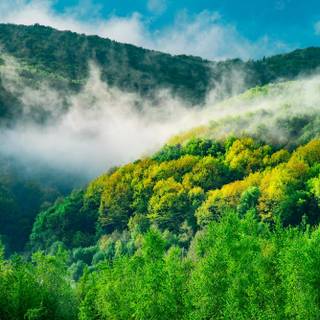 Spring rain fog wallpaper