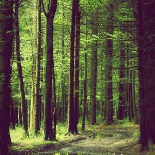 Spring forest mobile wallpaper