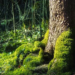 Spring forest mobile wallpaper