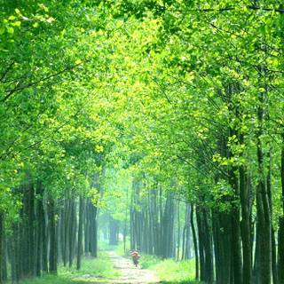 Spring forest mobile wallpaper