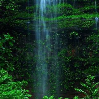 Spring forest mobile wallpaper