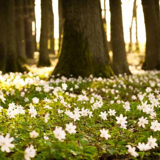 Forest trees spring wallpaper