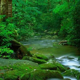 Spring forest mobile wallpaper