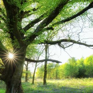 Spring forest mobile wallpaper