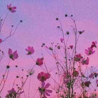 Purple spring aesthetic wallpaper