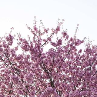 Purple spring aesthetic wallpaper