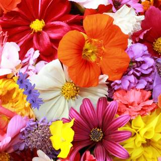 Colorful spring flowers wallpaper