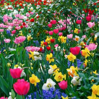 Colorful spring flowers wallpaper