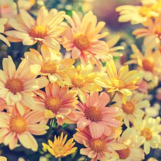 Colorful spring flowers wallpaper