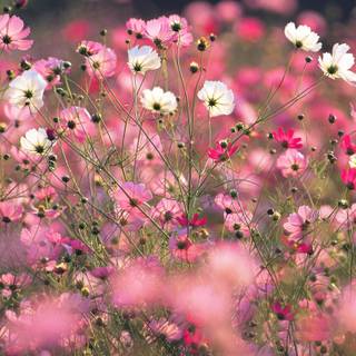 Colorful spring flowers wallpaper