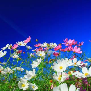 Colorful spring flowers wallpaper