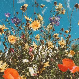 Colorful spring flowers wallpaper