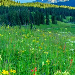 Spring forest mobile wallpaper