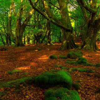 Spring forest mobile wallpaper