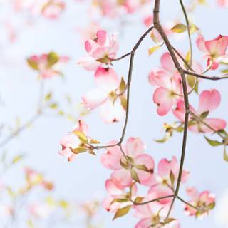 Light spring colour flower wallpaper