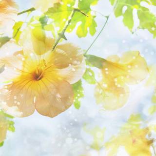 Light spring colour flower wallpaper