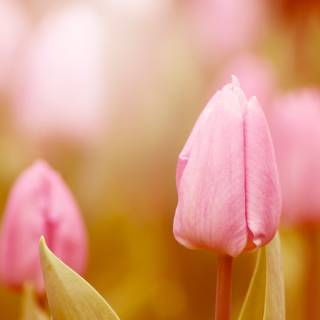 Light spring colour flower wallpaper