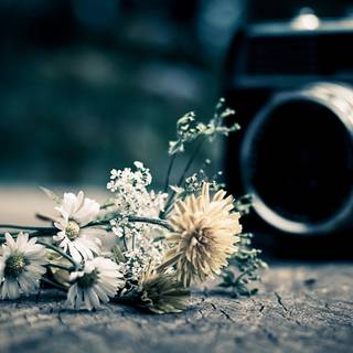 Light spring colour flower wallpaper