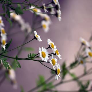 Light spring colour flower wallpaper