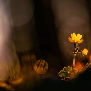 Light spring colour flower wallpaper