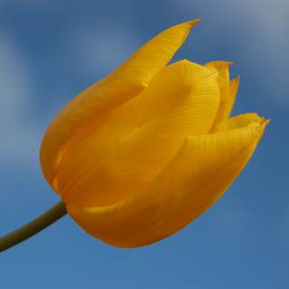 Light spring colour flower wallpaper