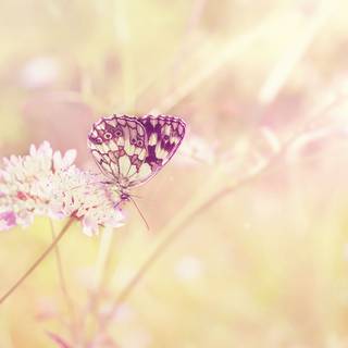 Light spring colour flower wallpaper