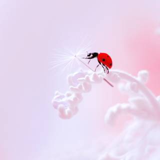 Pretty spring colors wallpaper