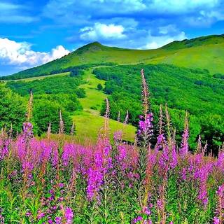 Pretty spring colors wallpaper