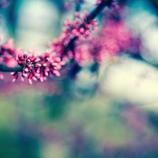 Pretty spring colors wallpaper