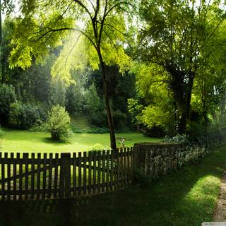 Summer pathway wallpaper