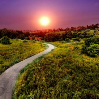 Summer pathway wallpaper