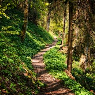 Summer pathway wallpaper