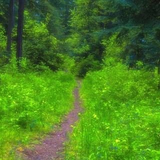 Summer pathway wallpaper