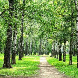 Summer pathway wallpaper