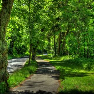 Summer pathway wallpaper