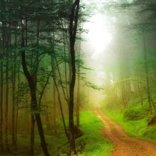 Summer pathway wallpaper