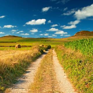 Summer pathway wallpaper