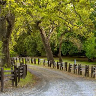 Summer pathway wallpaper