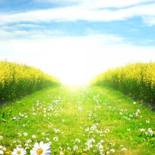 Summer pathway wallpaper