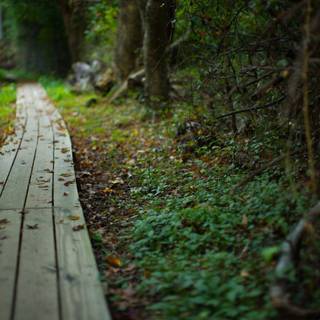 Summer pathway wallpaper