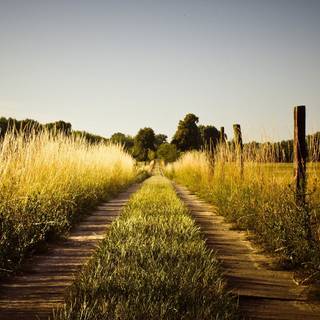 Summer pathway wallpaper