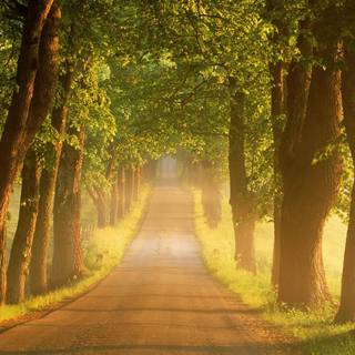 Summer pathway wallpaper